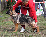 Собаки в Краснодаре: Немецкая овчарка, щенок Девочка, 55 000 руб. - фото 1