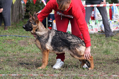 Немецкая овчарка, щенок