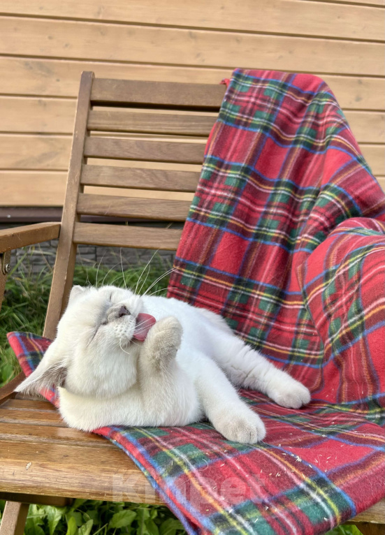 Кошки в Москве: Британский котёнок колор поинт, 5,5 месяцев  Девочка, 70 000 руб. - фото 2