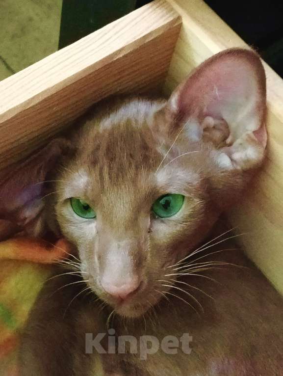 Кошки в Москве: Ориентальные котята Мальчик, 40 000 руб. - фото 4