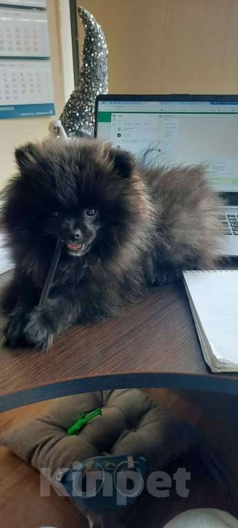 Собаки в Ростове-на-Дону: 1я вязка Мальчик, Бесплатно - фото 4