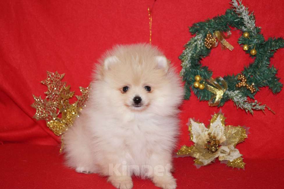 Собаки в Москве: Мальчик померанского шпица Мальчик, 25 000 руб. - фото 2