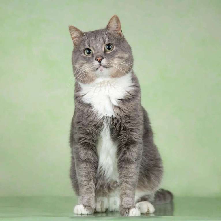 Кошки в Москве: Очаровательный щекастик Дзюба ищет дом Мальчик, 1 руб. - фото 8