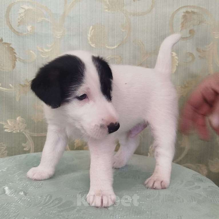 Собаки в Новосибирске: Фокстерьер гладкошерстный Мальчик, 40 000 руб. - фото 4