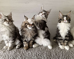 Кошки в других городах Владимирской области: Котята мейн кун Мальчик, 50 000 руб. - фото 1