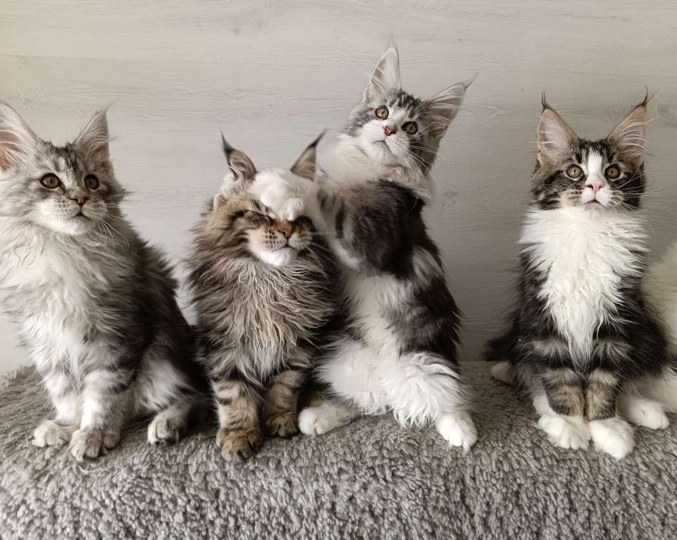 Кошки в других городах Владимирской области: Котята мейн кун Мальчик, 50 000 руб. - фото 1