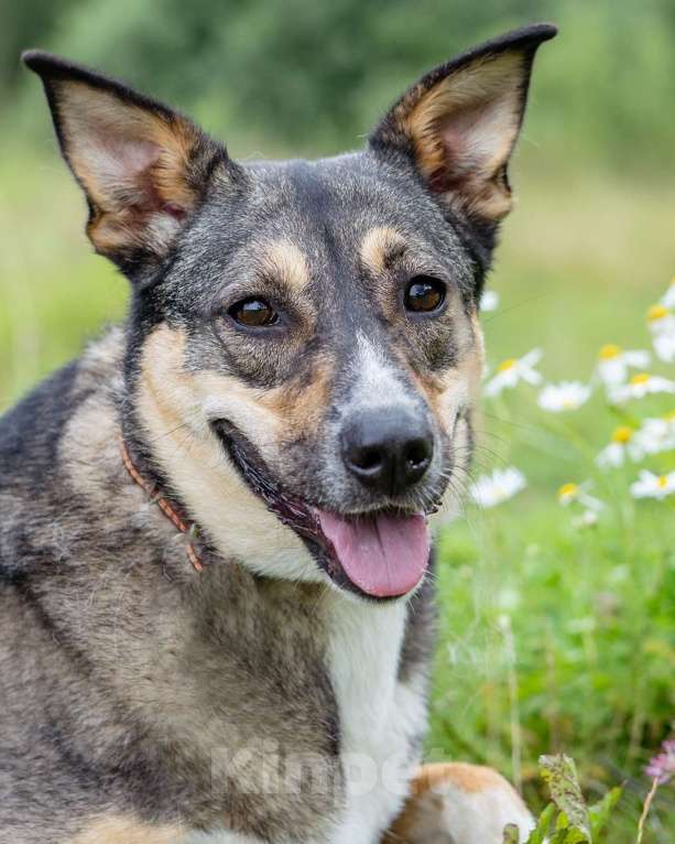 Собаки в Солнечногорске: Фея в добрые руки Девочка, Бесплатно - фото 2
