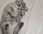 Кошки в Красноярске: Продам котика. Мальчик, 1 000 руб. - фото 3