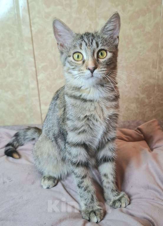 Кошки в Москве: Сэра едет на выставку-пристройство WOOF в Москву  Девочка, Бесплатно - фото 7