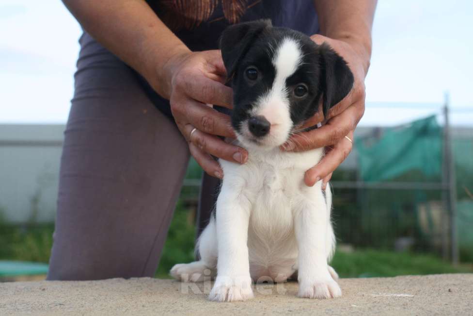 Собаки в Всеволожске: ММ ТИЛЛАНДСИЯ КОРОЛЕВА НОЧИ Девочка, 45 000 руб. - фото 5