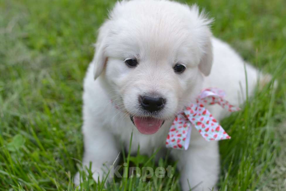 Собаки в Москве: Щенки золотистого ретривера. Девочка, 70 000 руб. - фото 3