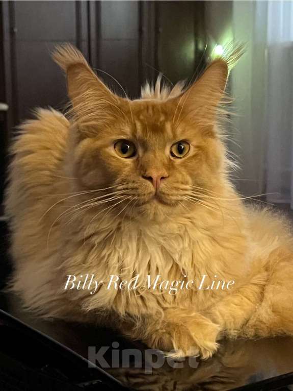 Кошки в Наро-Фоминске: Billy . Male. MCO d Born 27.12.24 Мальчик, 60 000 руб. - фото 3