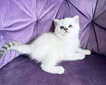 Кошки в Москве: Шотландский прямоухий котенок(девочка) Девочка, 15 000 руб. - фото 2