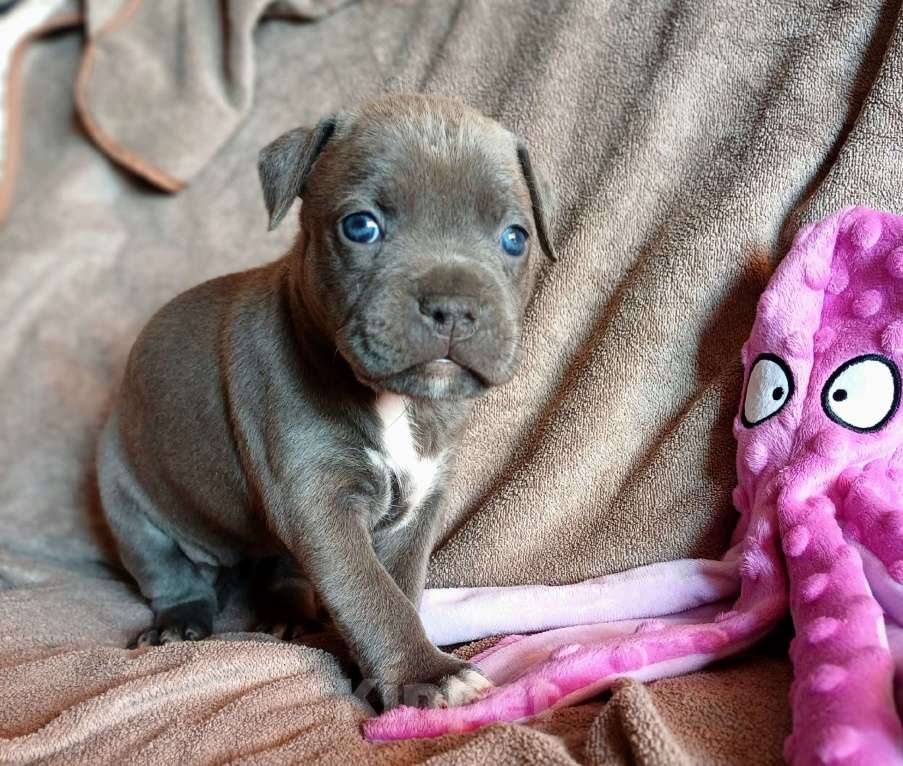 Собаки в Самаре: Мощные щенки амстаффа Девочка, 80 000 руб. - фото 5