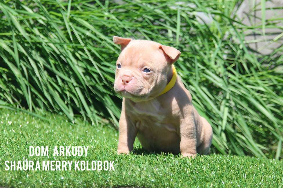 Собаки в Саратове: Очаровательнвя булочка Девочка, 100 000 руб. - фото 3