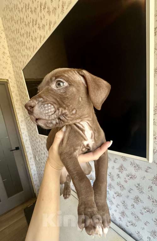 Собаки в других городах Ленинградской области: Щеночки питбуля  Девочка, 30 000 руб. - фото 5