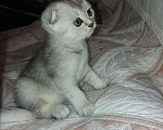 Кошки в Новокубанске: Котята вислоухие, 8 000 руб. - фото 2