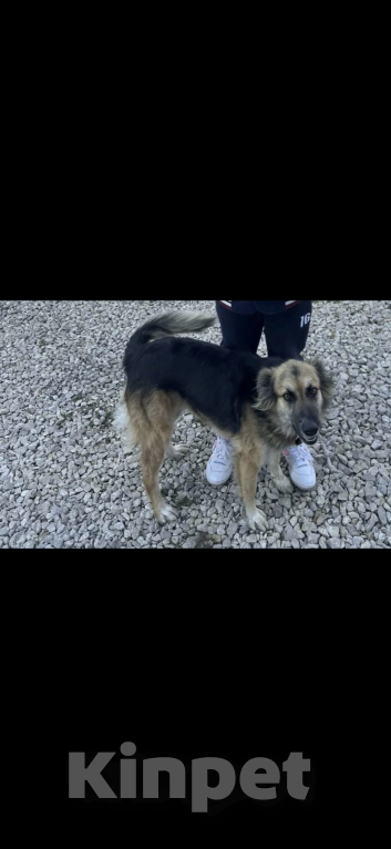 Собаки в Москве: Пропала собака Девочка, 5 000 руб. - фото 1