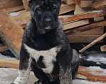 Собаки в Воронеже: Щенки Среднеазиатской Овчарки Мальчик, 60 000 руб. - фото 3