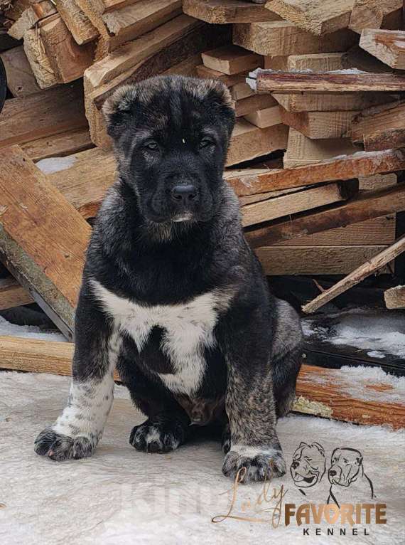 Собаки в Воронеже: Щенки Среднеазиатской Овчарки Мальчик, 60 000 руб. - фото 3