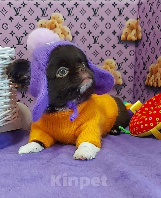 Собаки в Новосибирске: Курносый мальчик Чихуахуа Мальчик, Бесплатно - фото 2