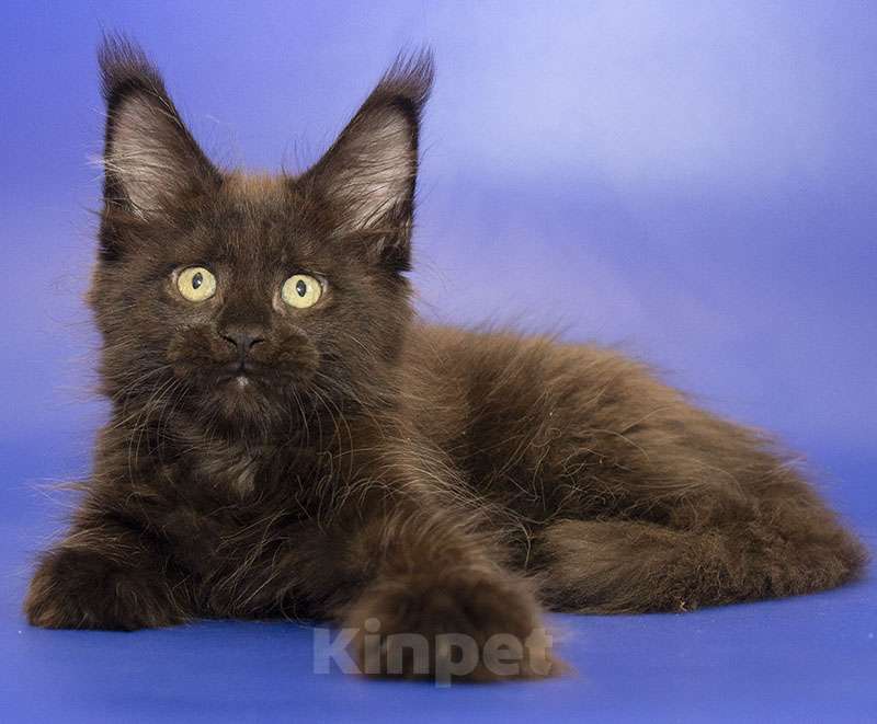 Кошки в Москве: Мейн кун котенок Девочка, Бесплатно - фото 5