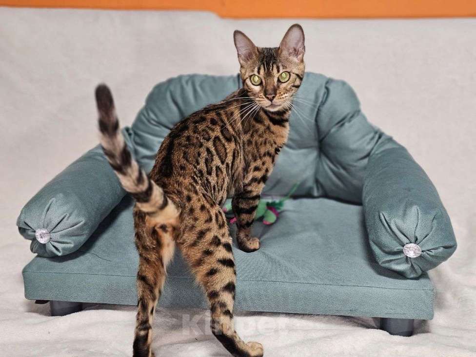 Кошки в Москве: Бенгальская кошка Теффи Девочка, 15 000 руб. - фото 2