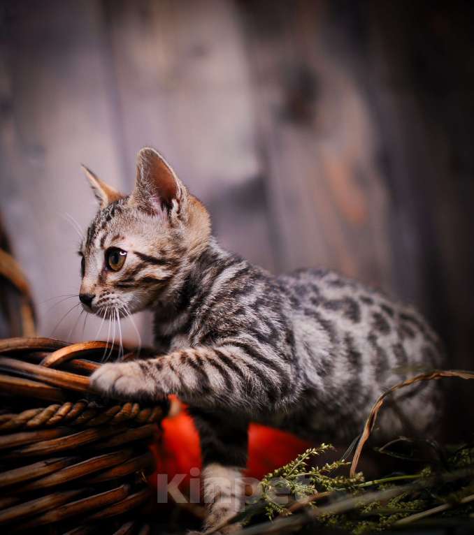 Кошки в Москве: Бенгальский котенок золото Мальчик, Бесплатно - фото 8
