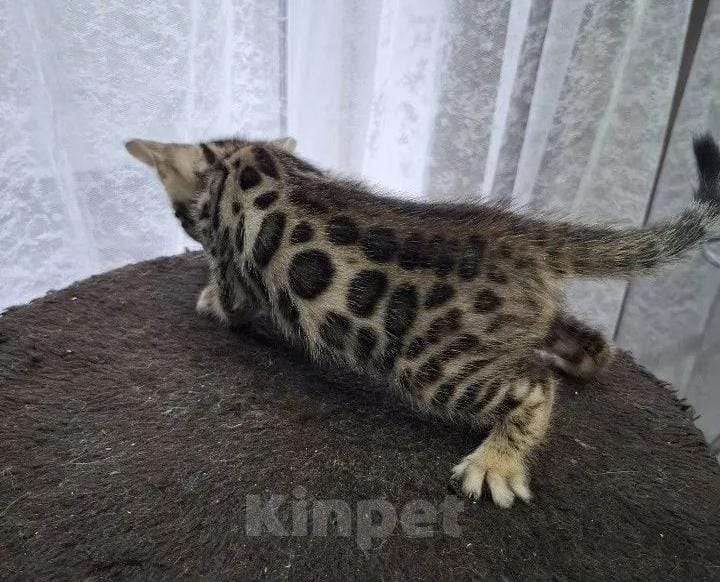 Кошки в Краснодаре: Элитные бенгальские котята Мальчик, 50 000 руб. - фото 1