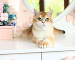 Кошки в Владивостоке: Британский котёнок. Шиншилла Мальчик, 80 000 руб. - фото 1