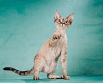 Кошки в Химках: кошечка породы Девон-рекс Девочка, 100 000 руб. - фото 2