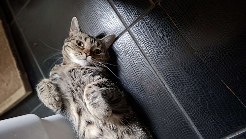 Чудесная девочка Лиса