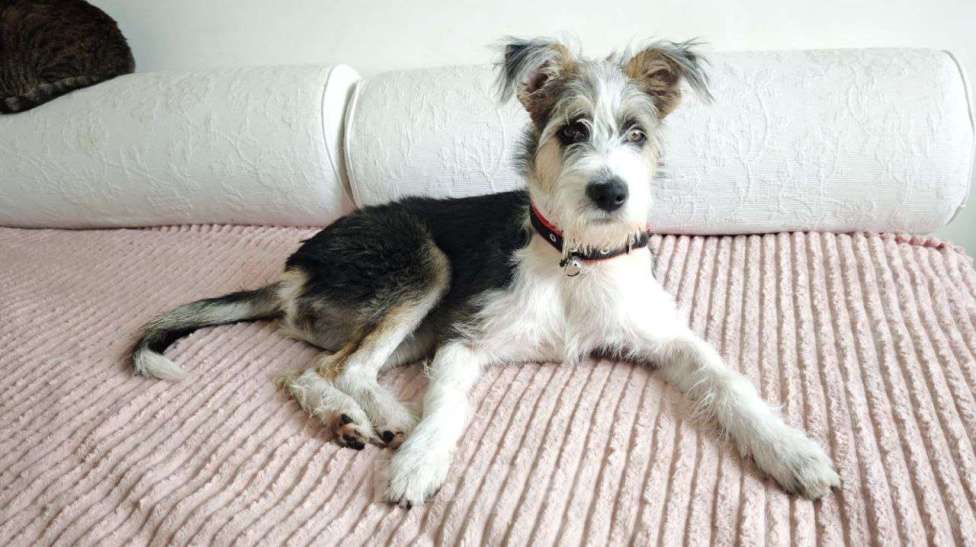 Собаки в Долгопрудном: Нежный бородатик ищет дом Девочка, Бесплатно - фото 7