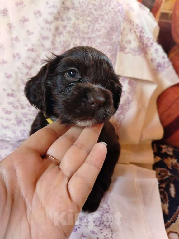 Собаки в других городах Московской области: Щенки английский кокер спаниель Мальчик, 22 000 руб. - фото 10