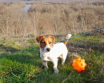 Собаки в Брянске: Вязка Джек Рассел Терьер  Мальчик, 40 000 руб. - фото 6