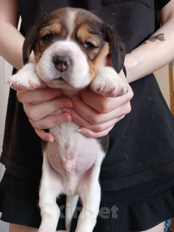 Собаки в Тюмени: щенки бигля Девочка, 50 000 руб. - фото 3