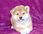 Собаки в Москве: Сиба ину.Мальчик  Мальчик, 50 000 руб. - фото 3