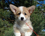 Собаки в Шуе: Щенок вельш корги пемброк Девочка, Бесплатно - фото 2