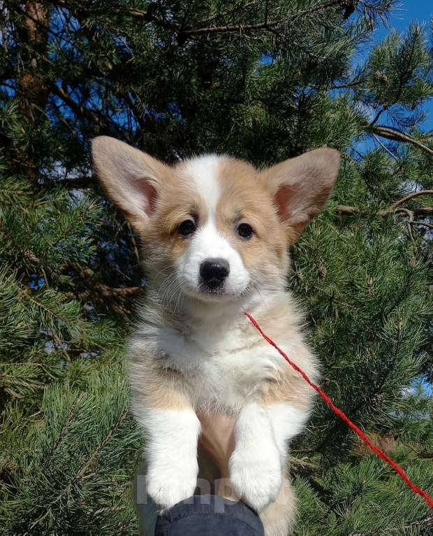 Собаки в Шуе: Щенок вельш корги пемброк Девочка, Бесплатно - фото 2