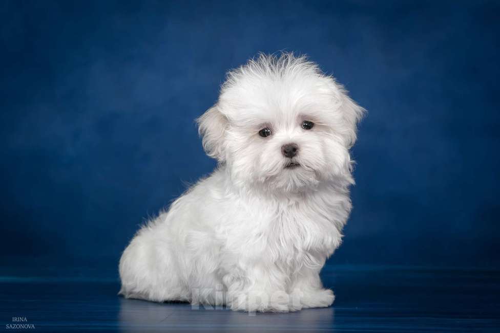 Собаки в Раменском: Ирвин Мальчик, 50 000 руб. - фото 2