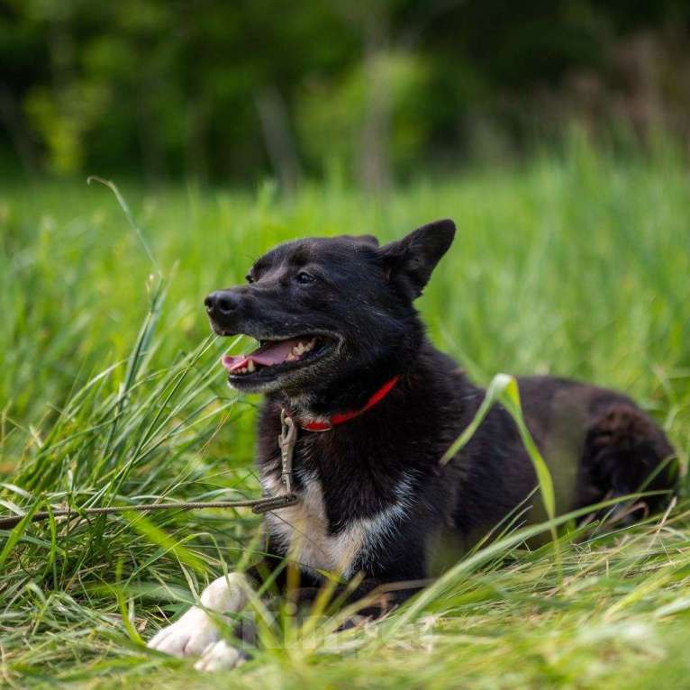Собаки в Москве: Ася Девочка, Бесплатно - фото 4