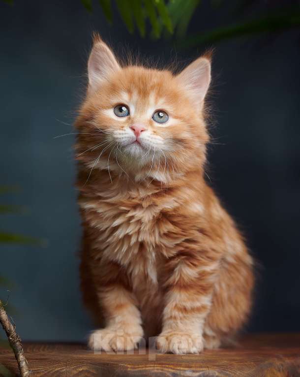 Кошки в других городах Алтайского края: Мини рыськи Мальчик, Бесплатно - фото 3