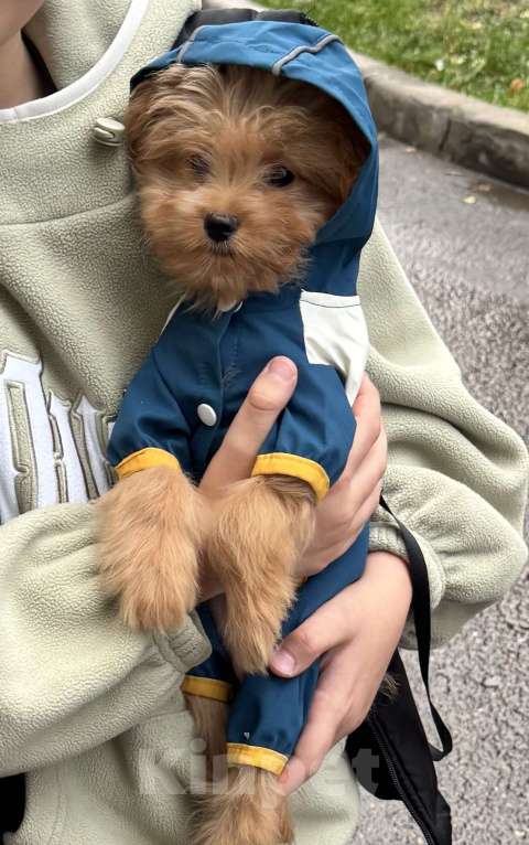 Собаки в Москве: Мальтипу, щенок 😍 Девочка, 70 000 руб. - фото 2