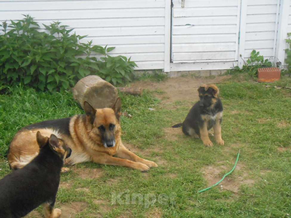 Собаки в Твери: чистокровный щенок немкцкой овчарки Девочка, 20 000 руб. - фото 4