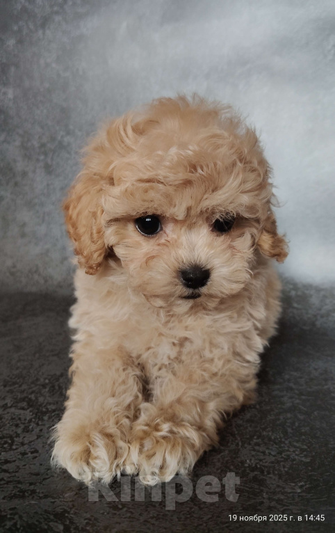 Собаки в Мытищах: Пушон Бетти Девочка, 200 000 руб. - фото 3