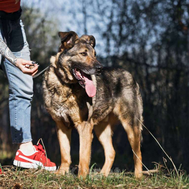 Собаки в других городах Московской области: Большой добрый Чивас в дар Мальчик, Бесплатно - фото 4