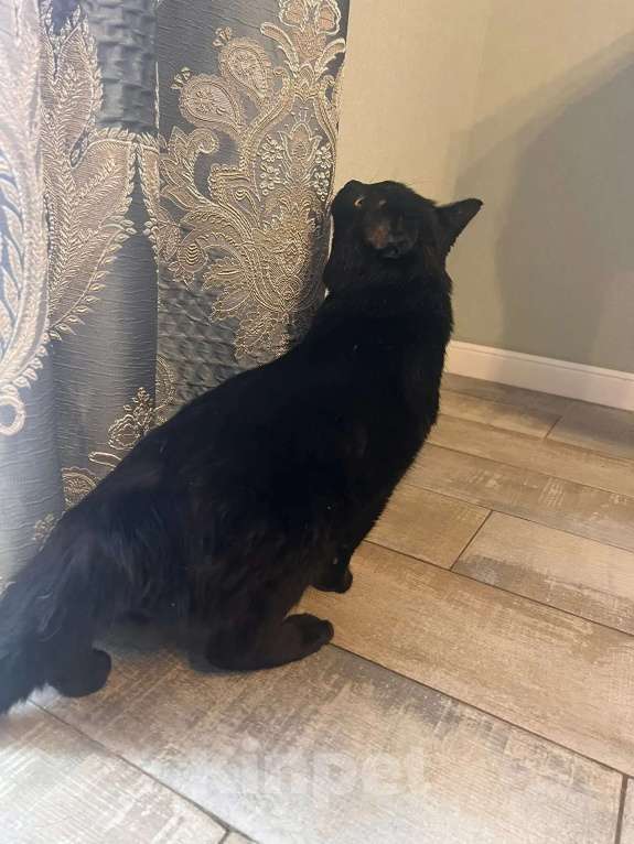 Кошки в Москве: Мартин в добрые руки Мальчик, Бесплатно - фото 5