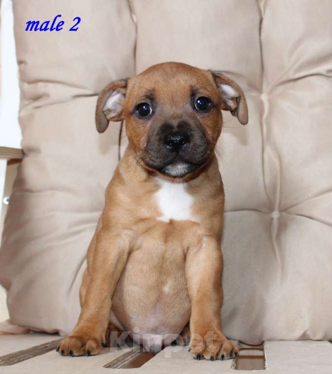 Собаки в Москве: Щенки стаффордширский бультерьер Мальчик, 80 000 руб. - фото 2
