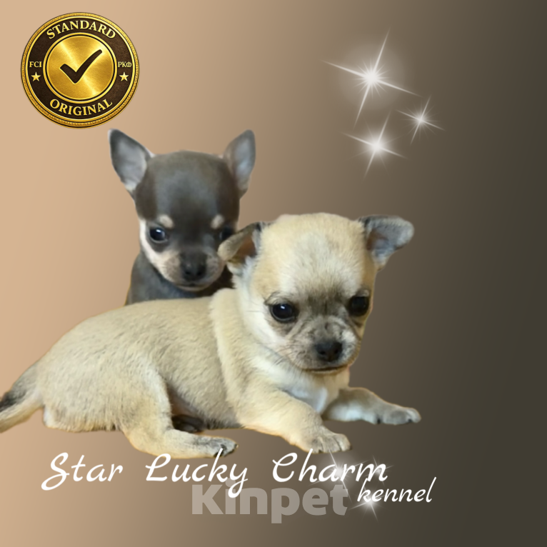 Собаки в Сочи: Шикарный мальчик Мальчик, Бесплатно - фото 1