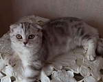 Кошки в Москве: Продажа котенка  Девочка, 35 000 руб. - фото 5